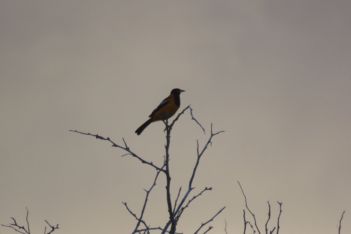 Venezuelan Troupial - ML640654476