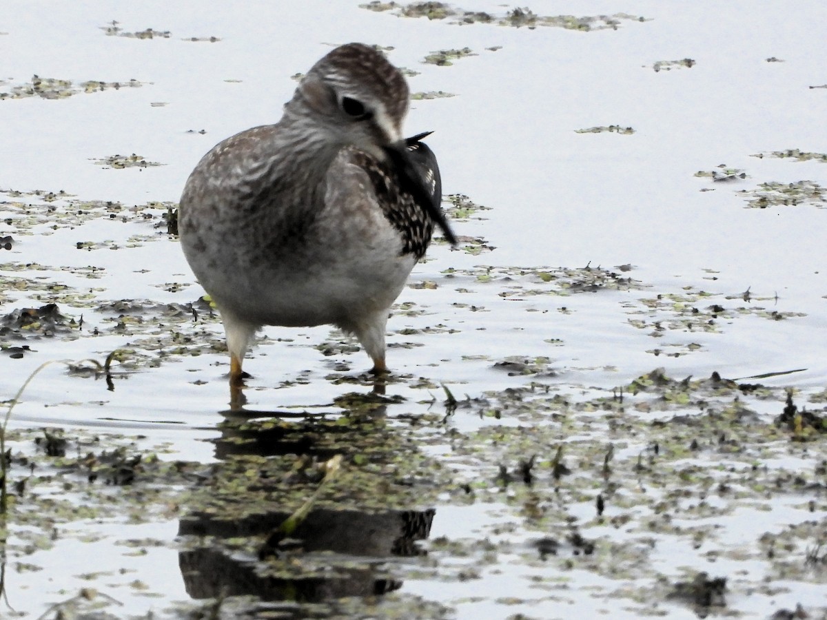 vodouš velký - ML640654479
