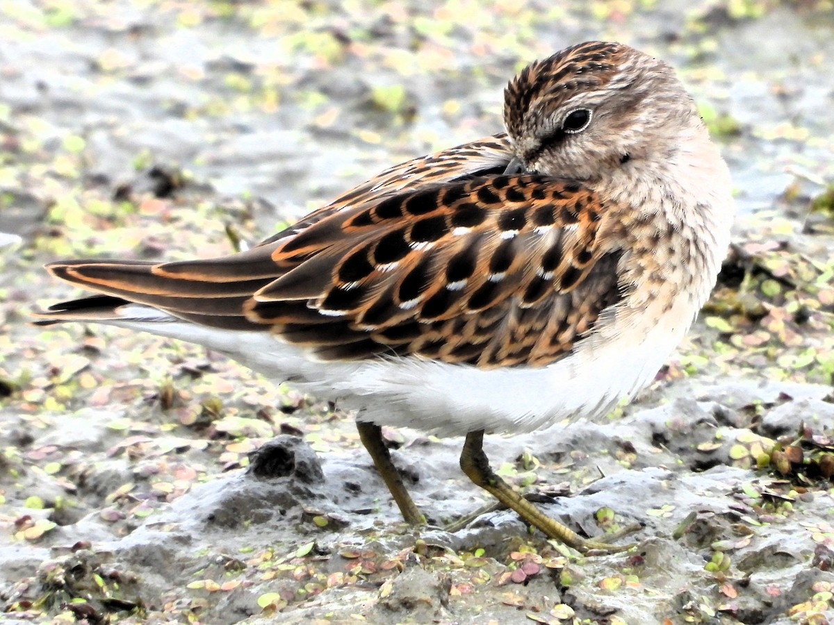 jespák drobný - ML640654509