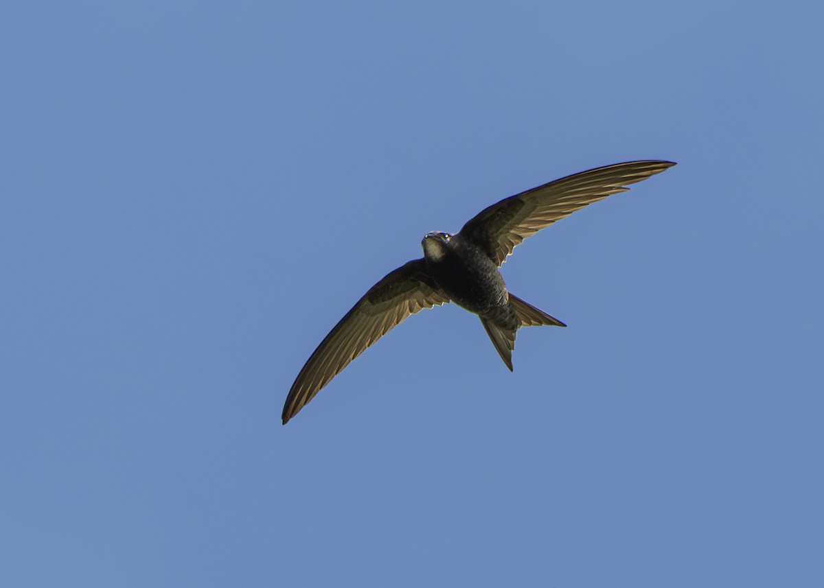 סיס חומות - ML640654522