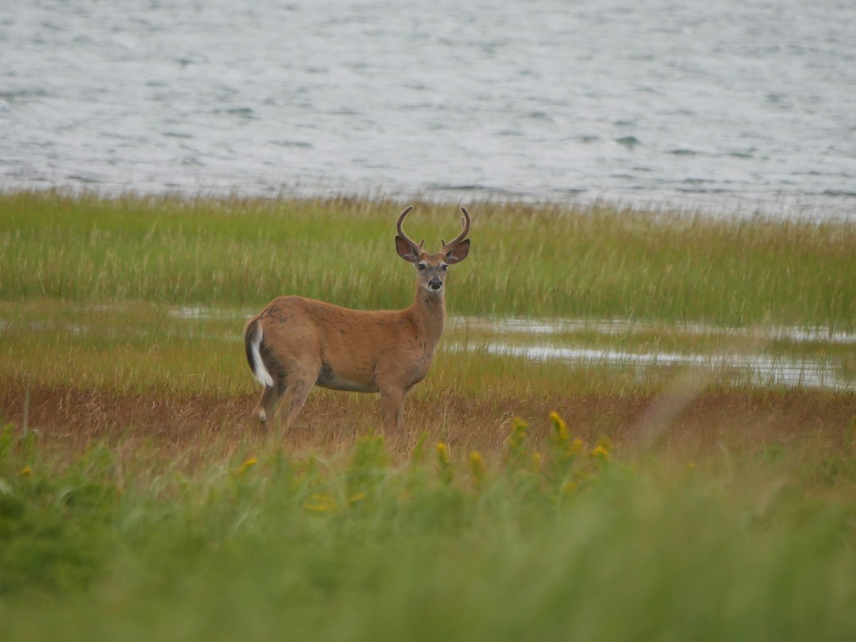 White-tailed Deer - ML640654544