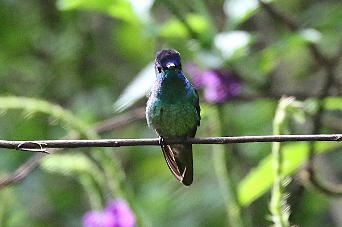 Golden-tailed Sapphire - ML640654547