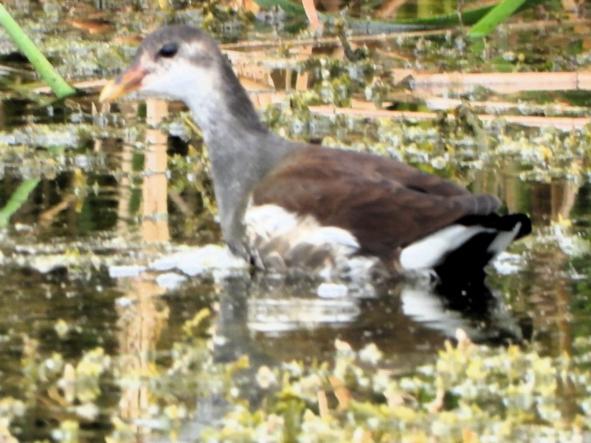 slípka americká - ML640654550