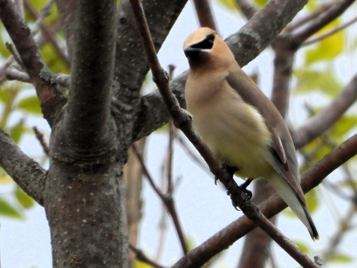 brkoslav americký - ML640654556