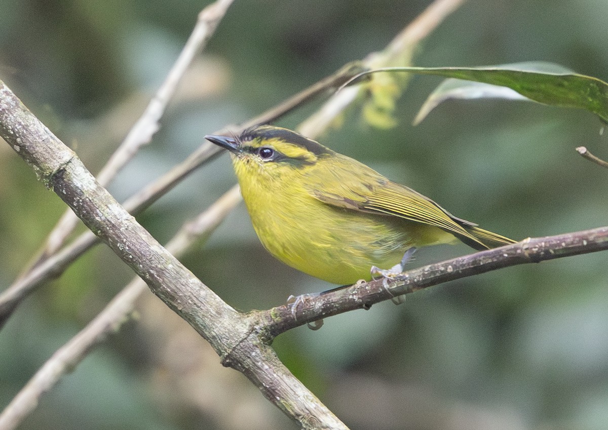 Mountain Leaf Warbler - ML640654576