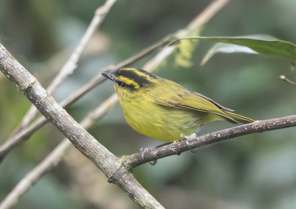 Mountain Leaf Warbler - ML640654577