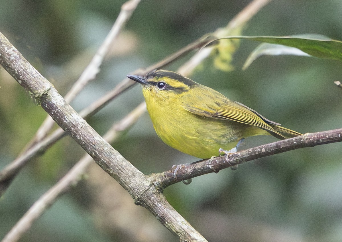 Mountain Leaf Warbler - ML640654578