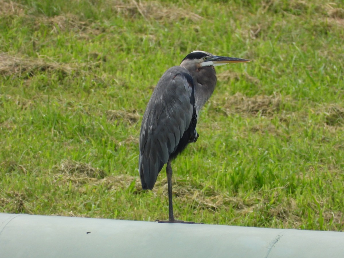 Garza Azulada - ML640654586