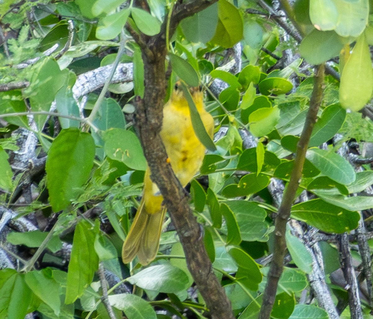 Orchard Oriole - ML640654615