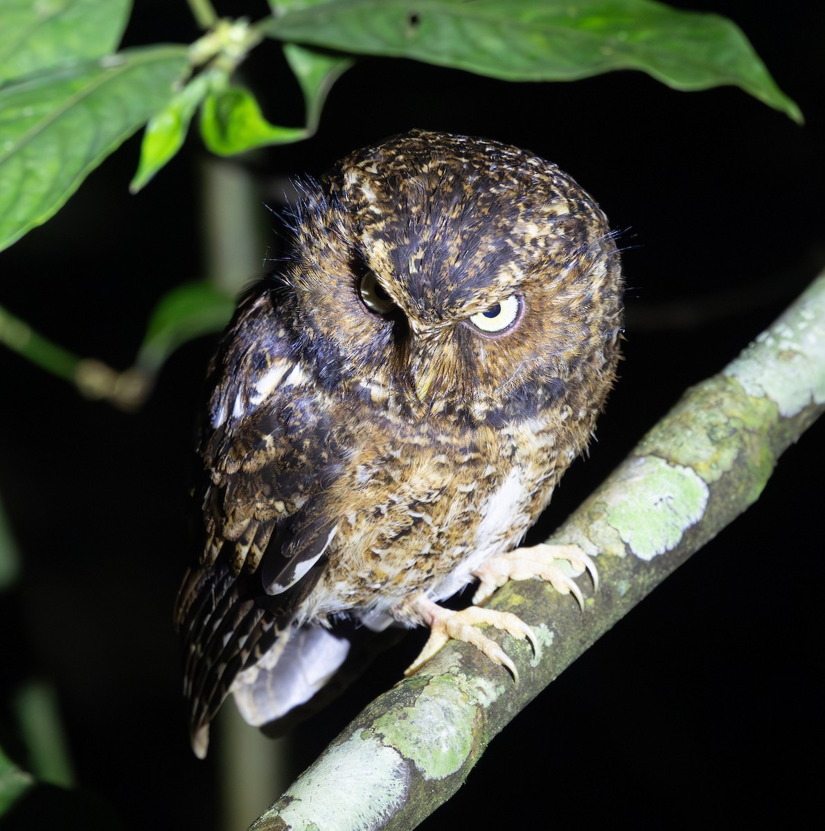Mountain Scops-Owl - ML640654640