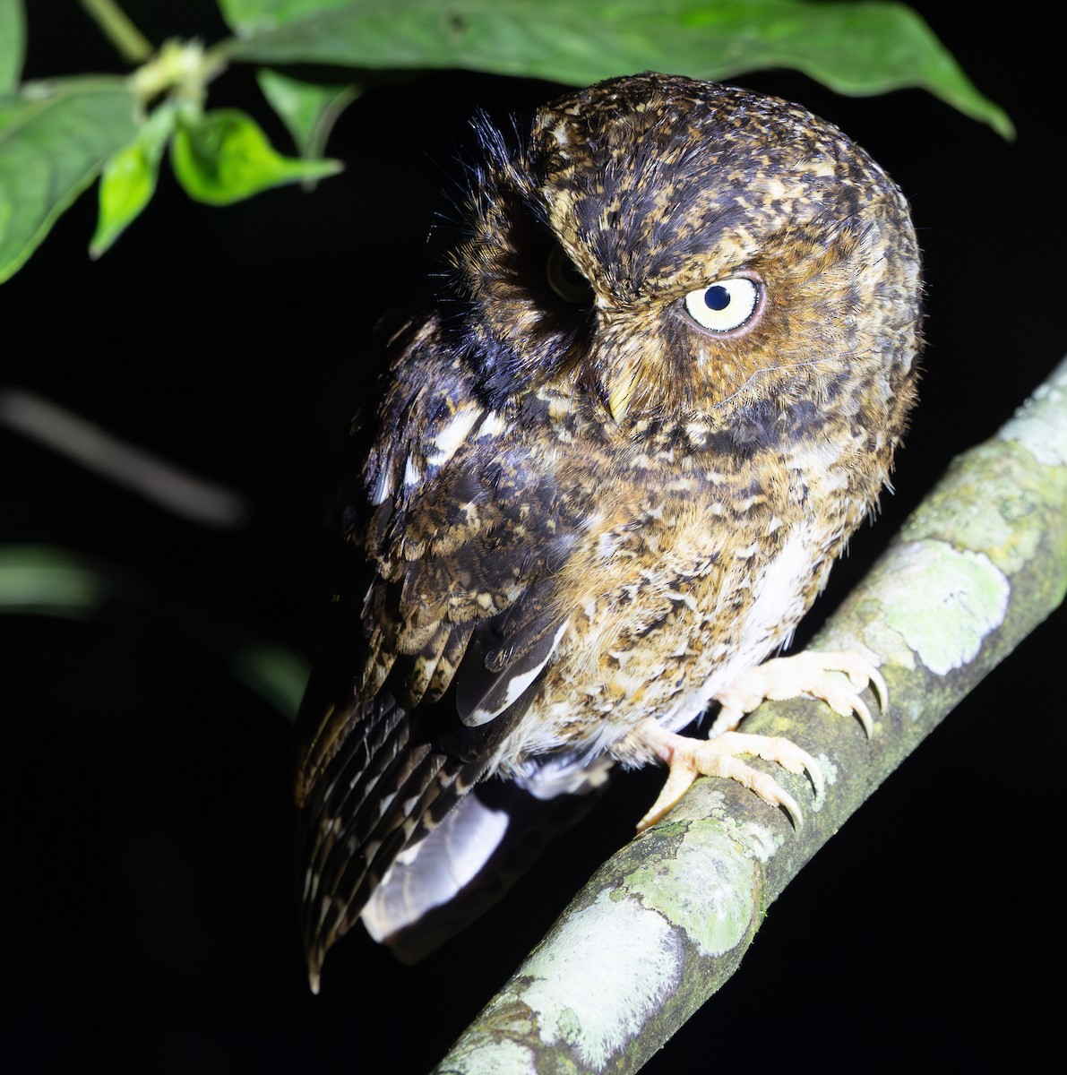 Mountain Scops-Owl - ML640654641