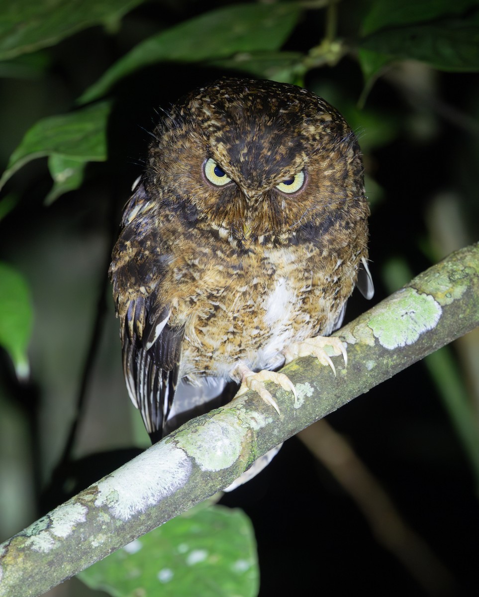 Mountain Scops-Owl - ML640654645