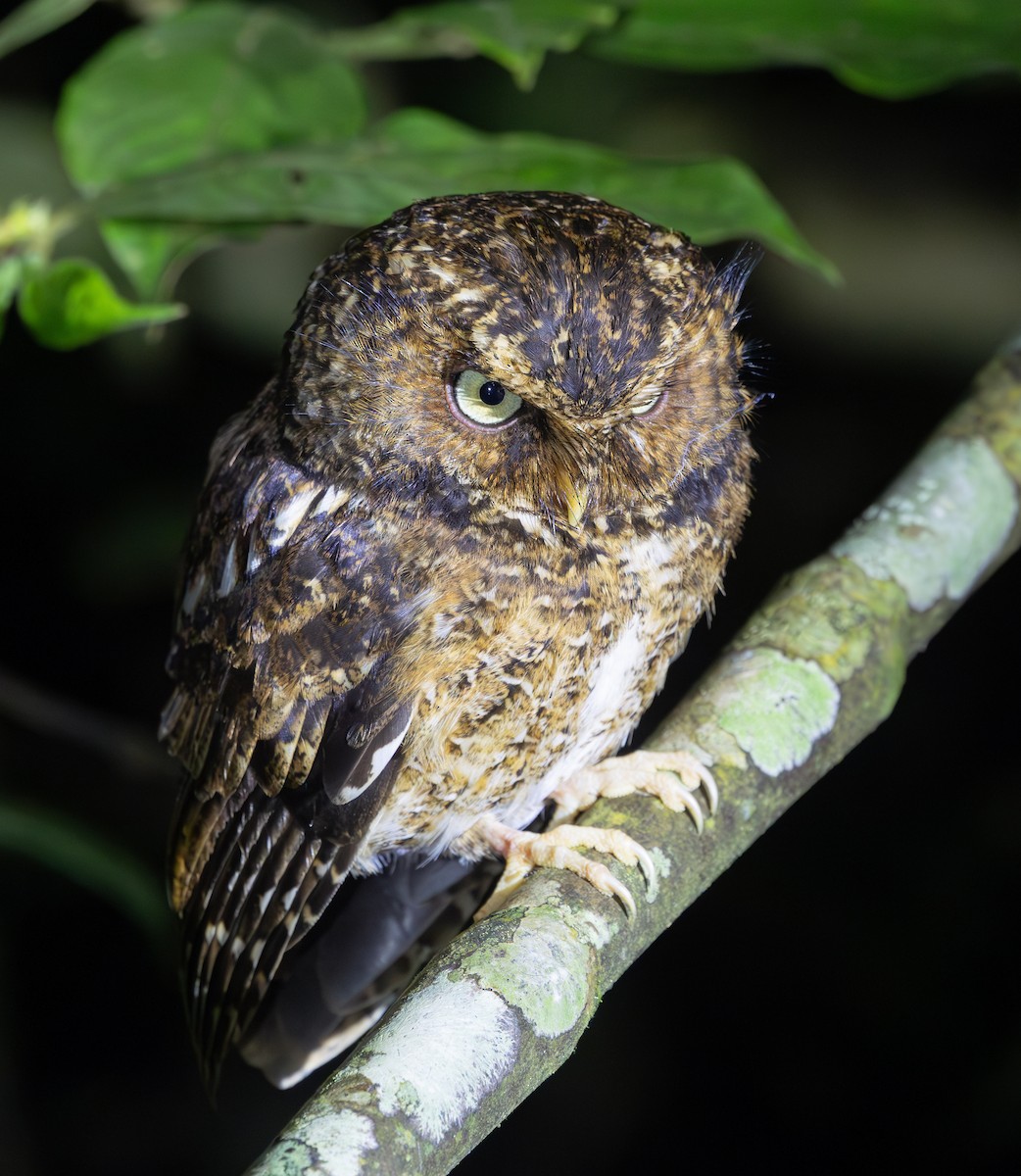 Mountain Scops-Owl - ML640654646