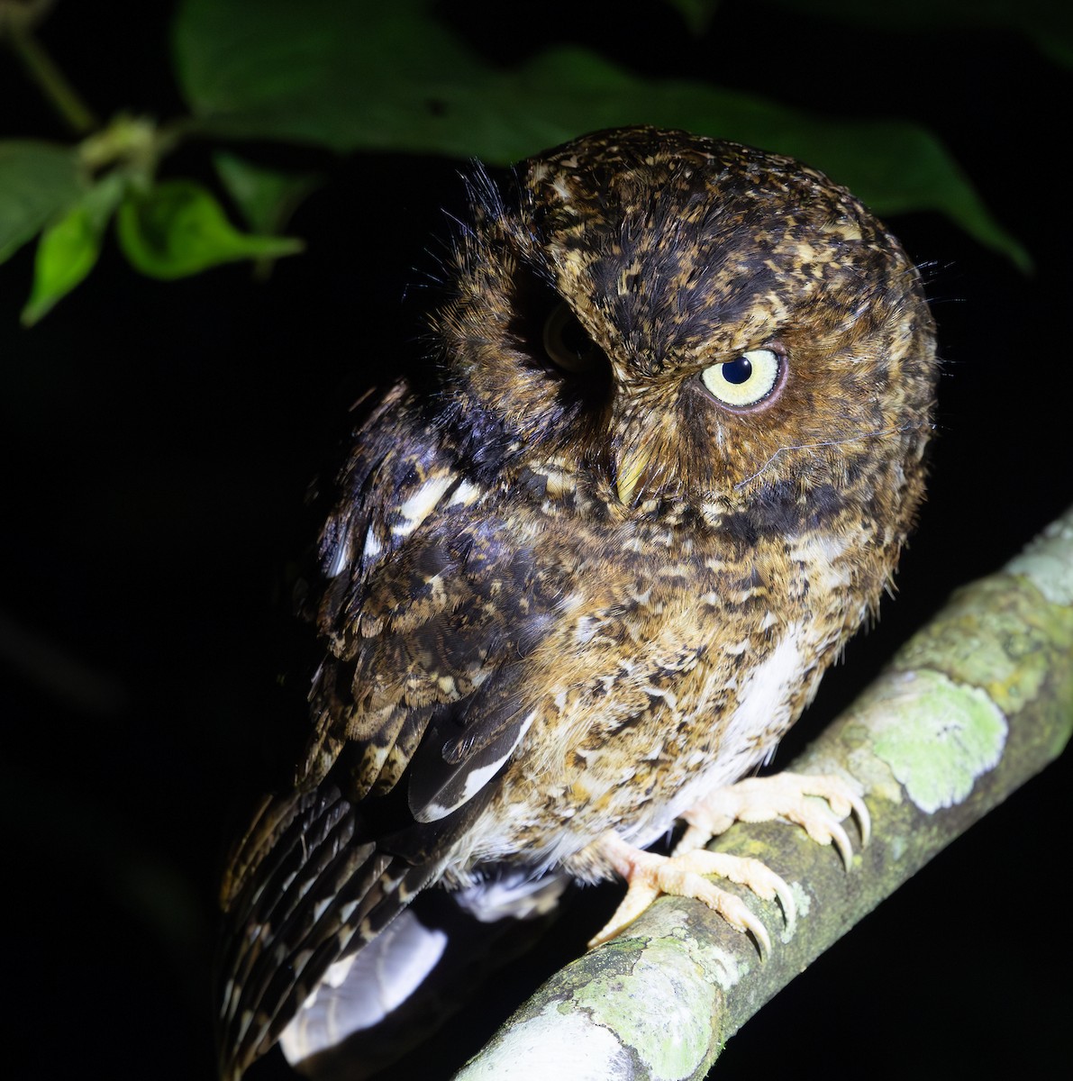 Mountain Scops-Owl - ML640654647