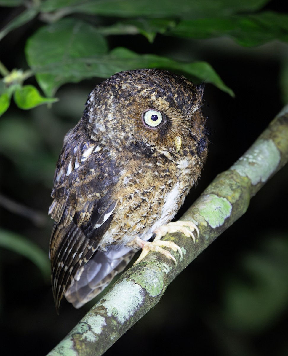 Mountain Scops-Owl - ML640654648