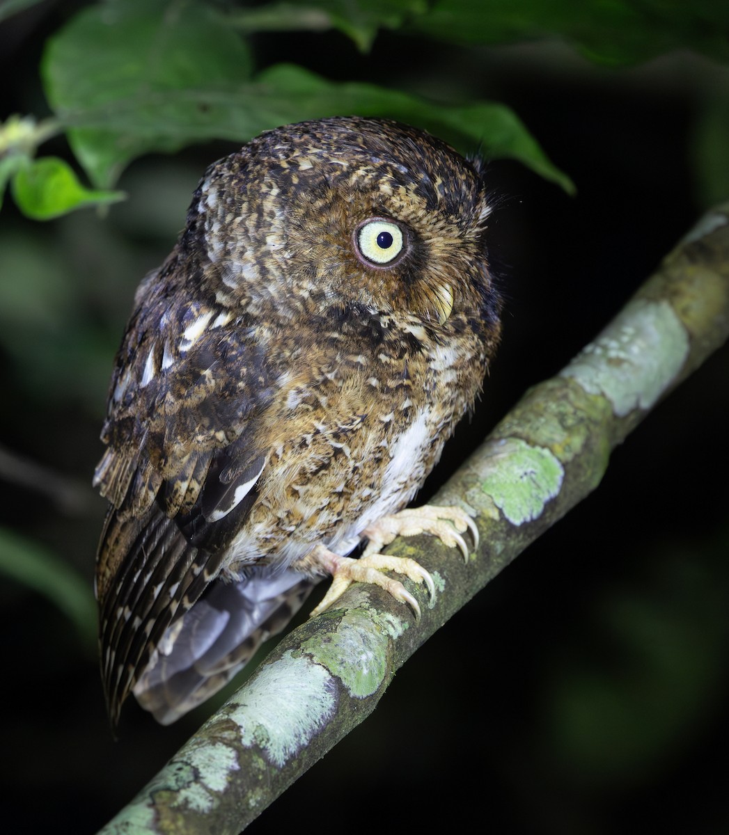 Mountain Scops-Owl - ML640654649