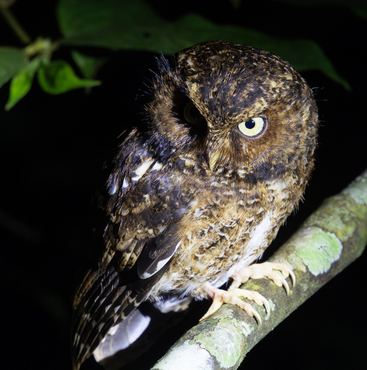 Mountain Scops-Owl - ML640654650