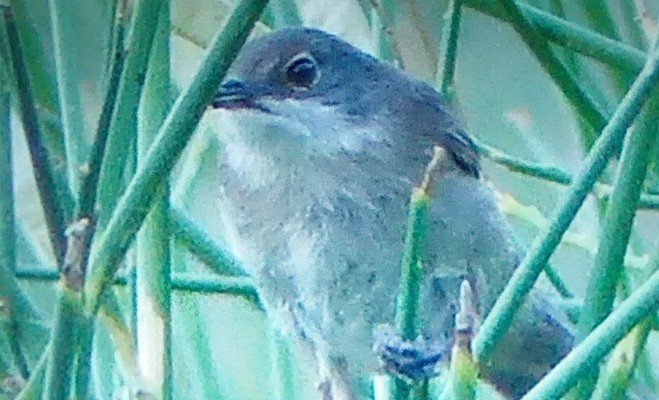 Sardinian Warbler - ML640654665