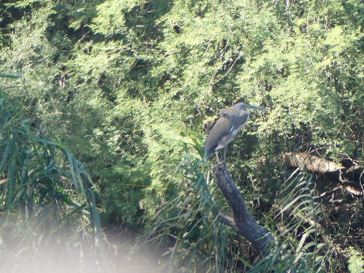 Bare-throated Tiger-Heron - ML640654717