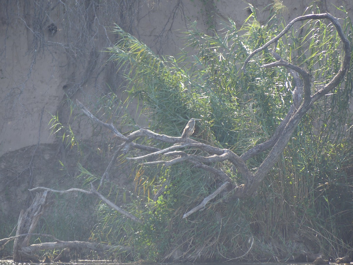 Bare-throated Tiger-Heron - ML640654718