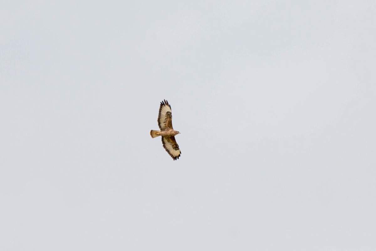 Mäusebussard (vulpinus/menetriesi) - ML640654742