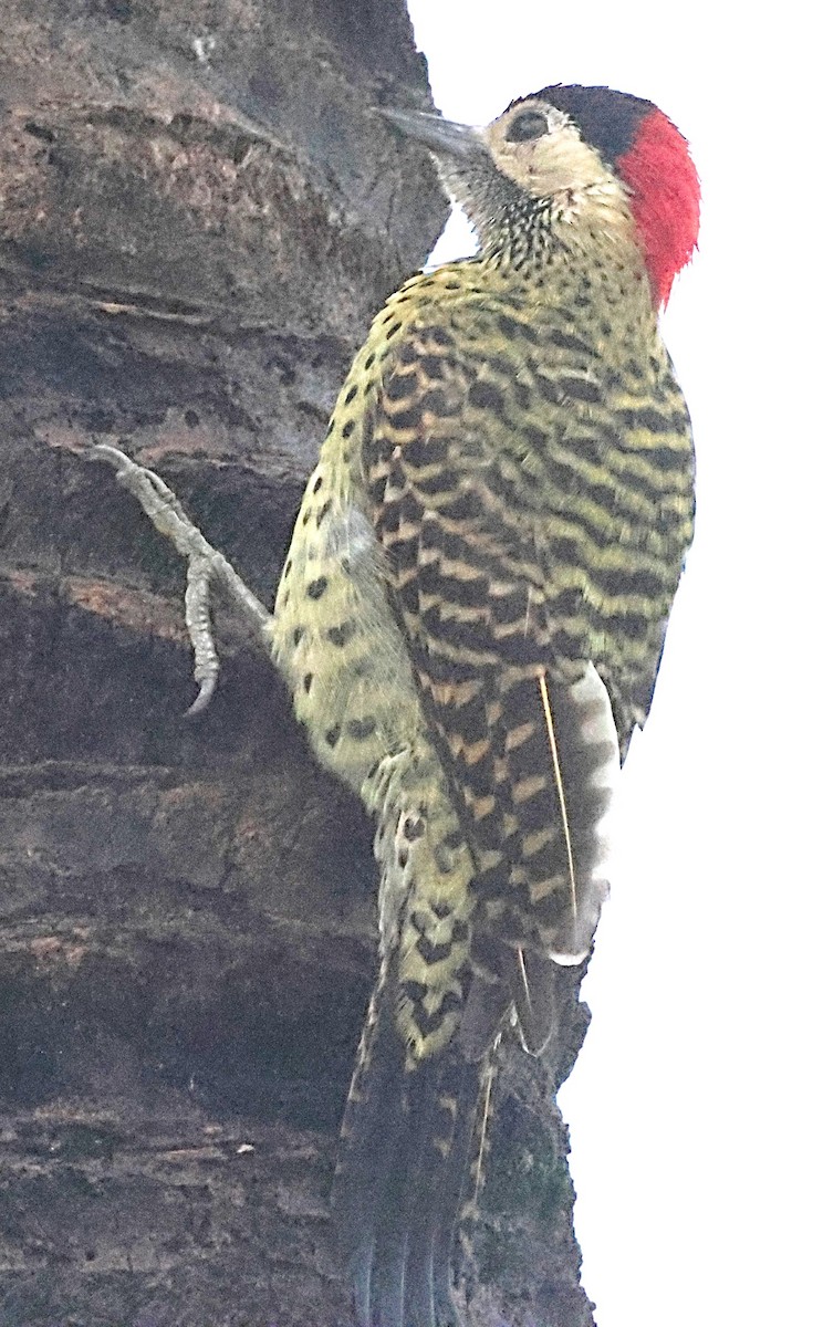 Green-barred Woodpecker - ML640654764