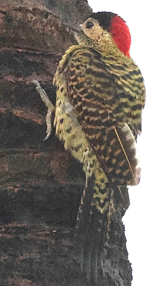 Green-barred Woodpecker - ML640654767