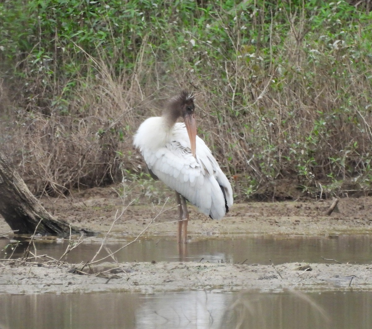 Wood Stork - ML640654777
