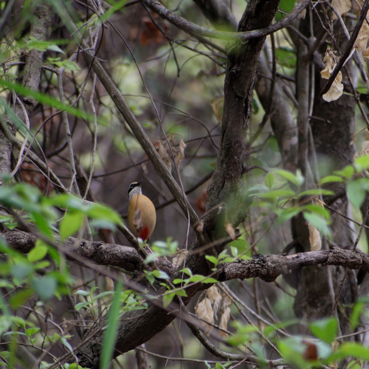 Indian Pitta - ML640654843