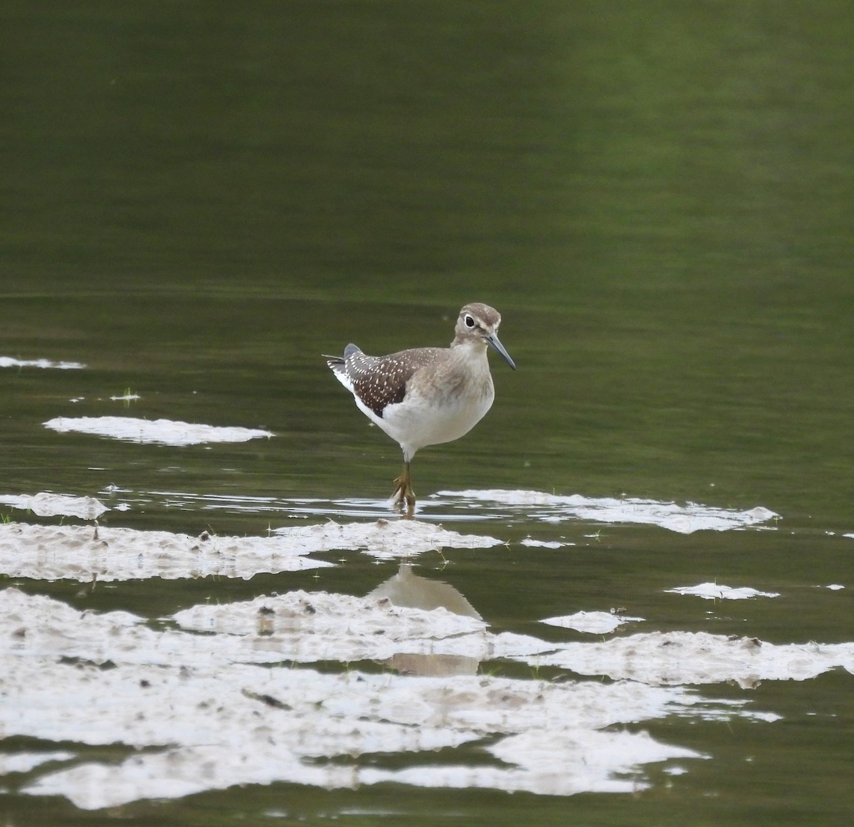 Solitary Sandpiper - ML640654905