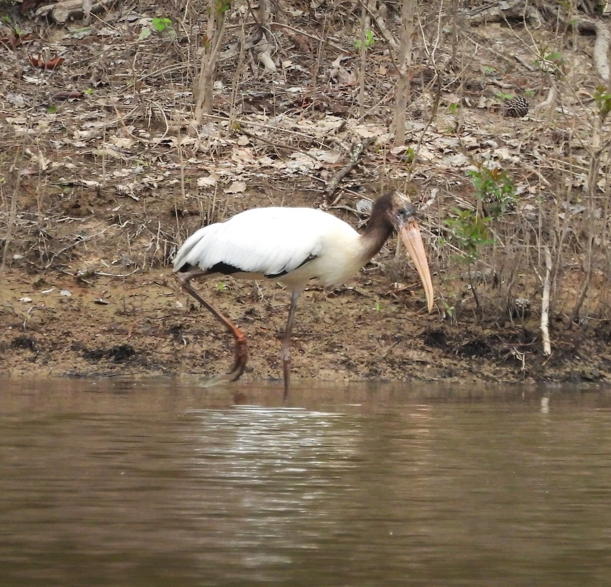 Wood Stork - ML640654915