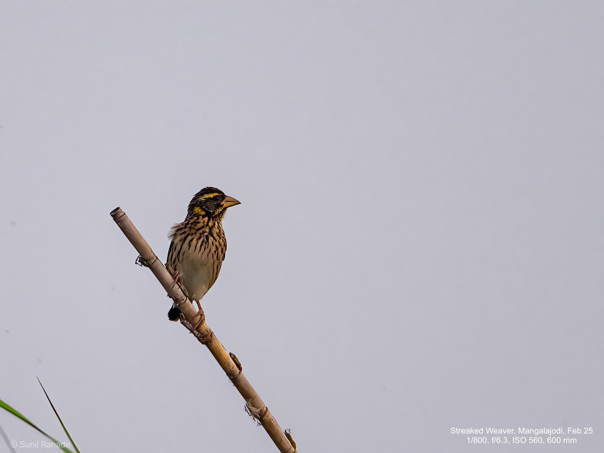Streaked Weaver - ML640654934