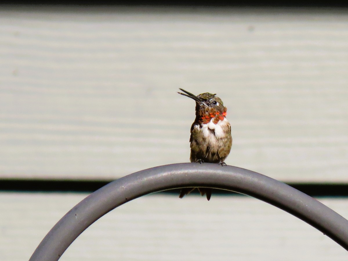 Ruby-throated Hummingbird - ML640654935