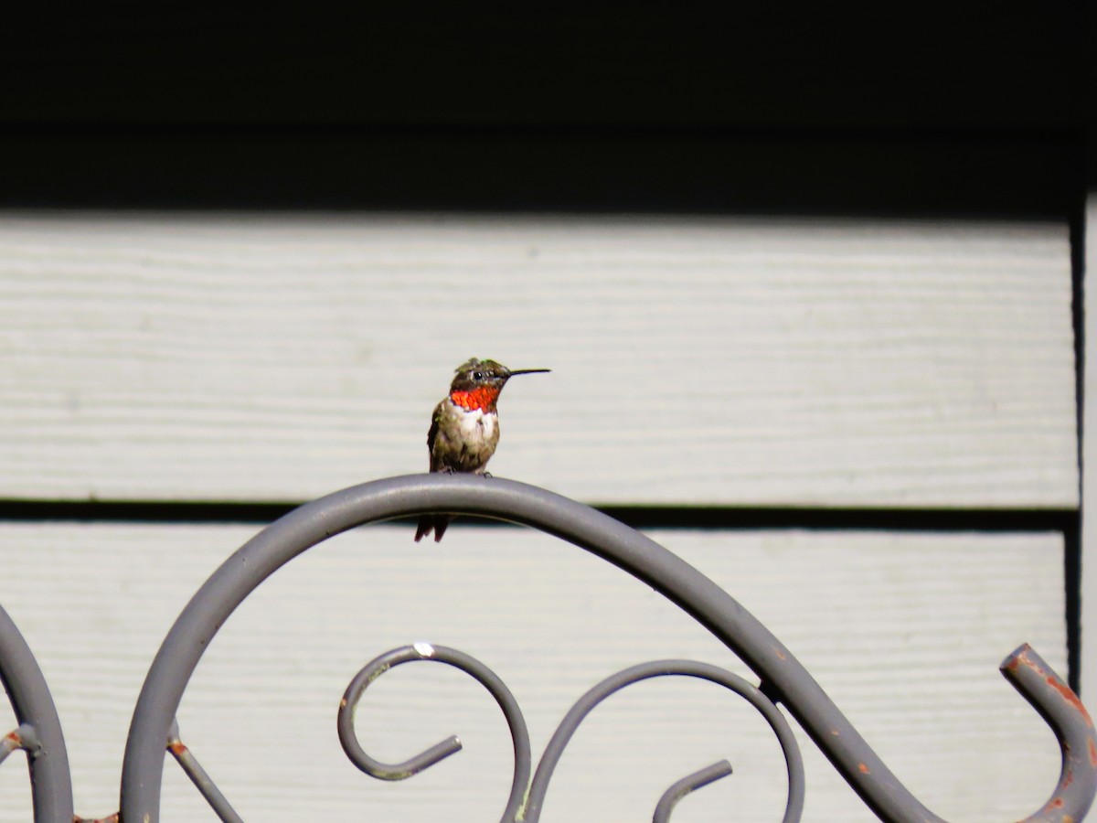 Ruby-throated Hummingbird - ML640654936