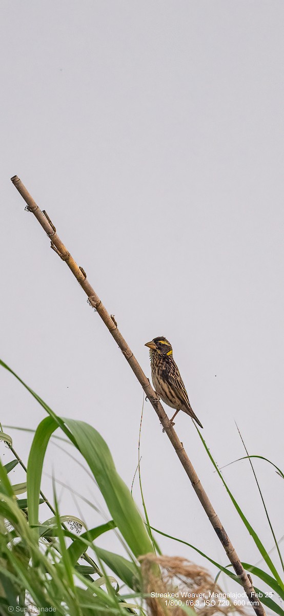 Streaked Weaver - ML640654947