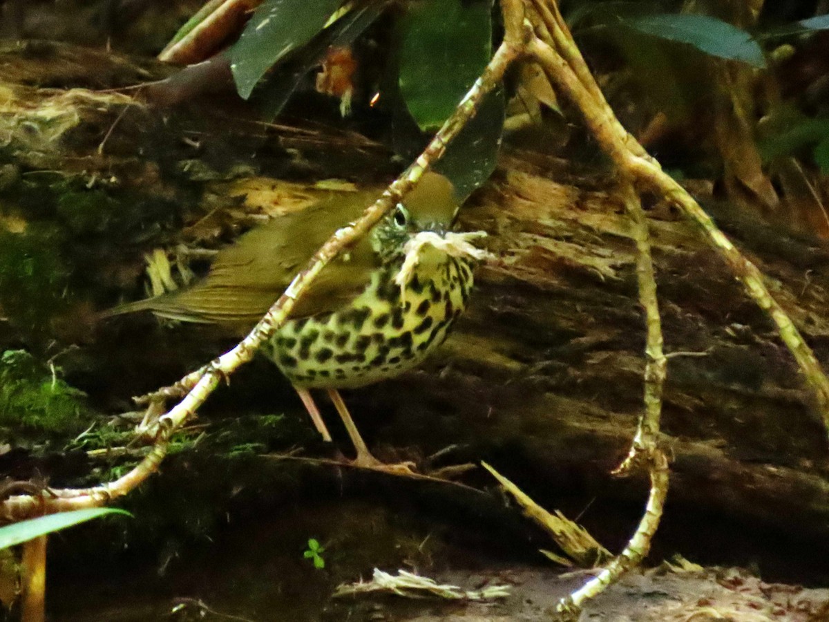 Wood Thrush - ML640654954
