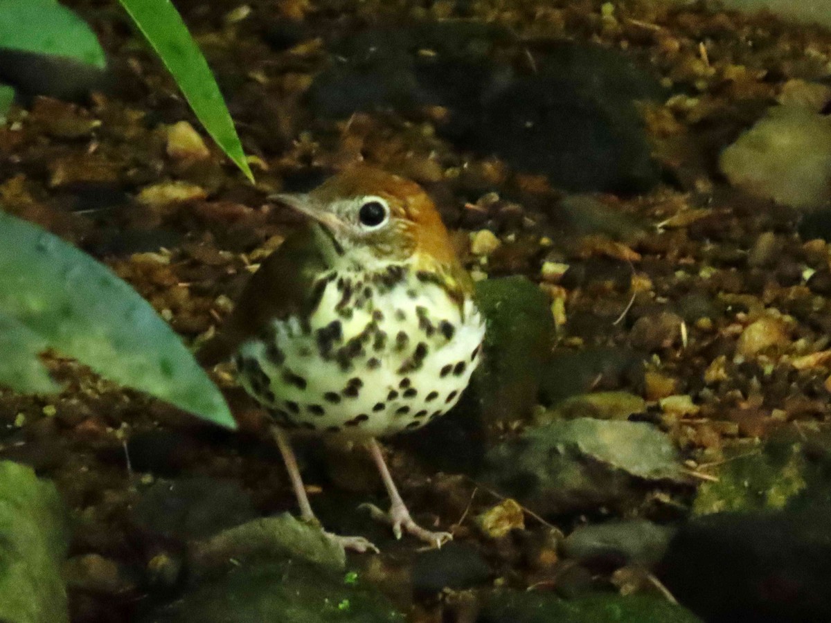 Wood Thrush - ML640654955