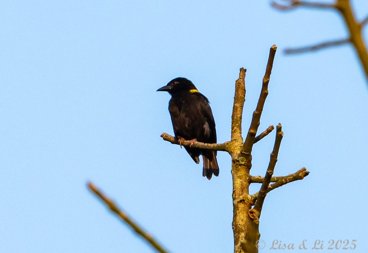 Yellow-mantled Weaver - ML640654957