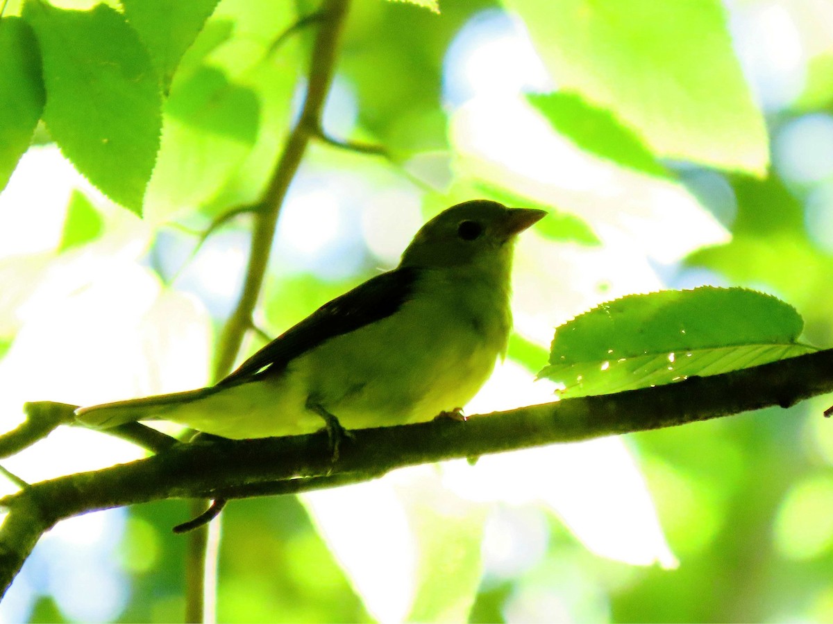 Scarlet Tanager - ML640654966