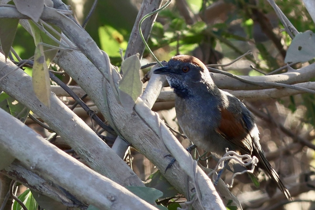 Cinereous-breasted Spinetail - ML640654980