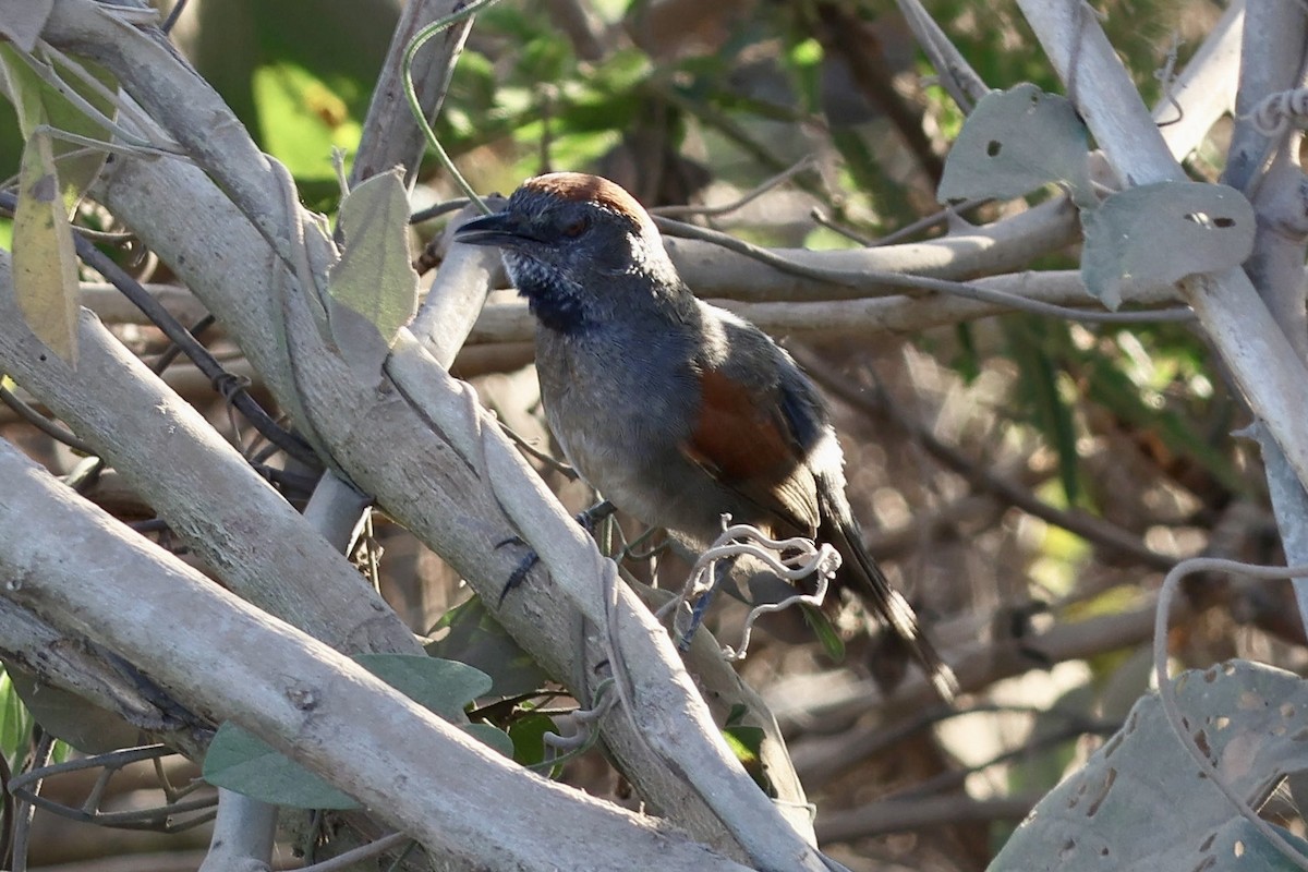 Cinereous-breasted Spinetail - ML640654981