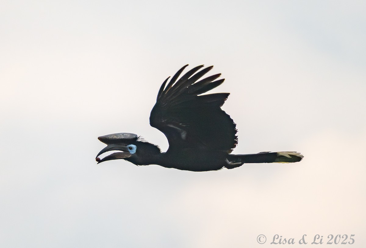 クロコブサイチョウ - ML640654983