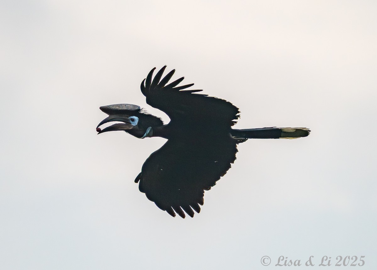 クロコブサイチョウ - ML640654984