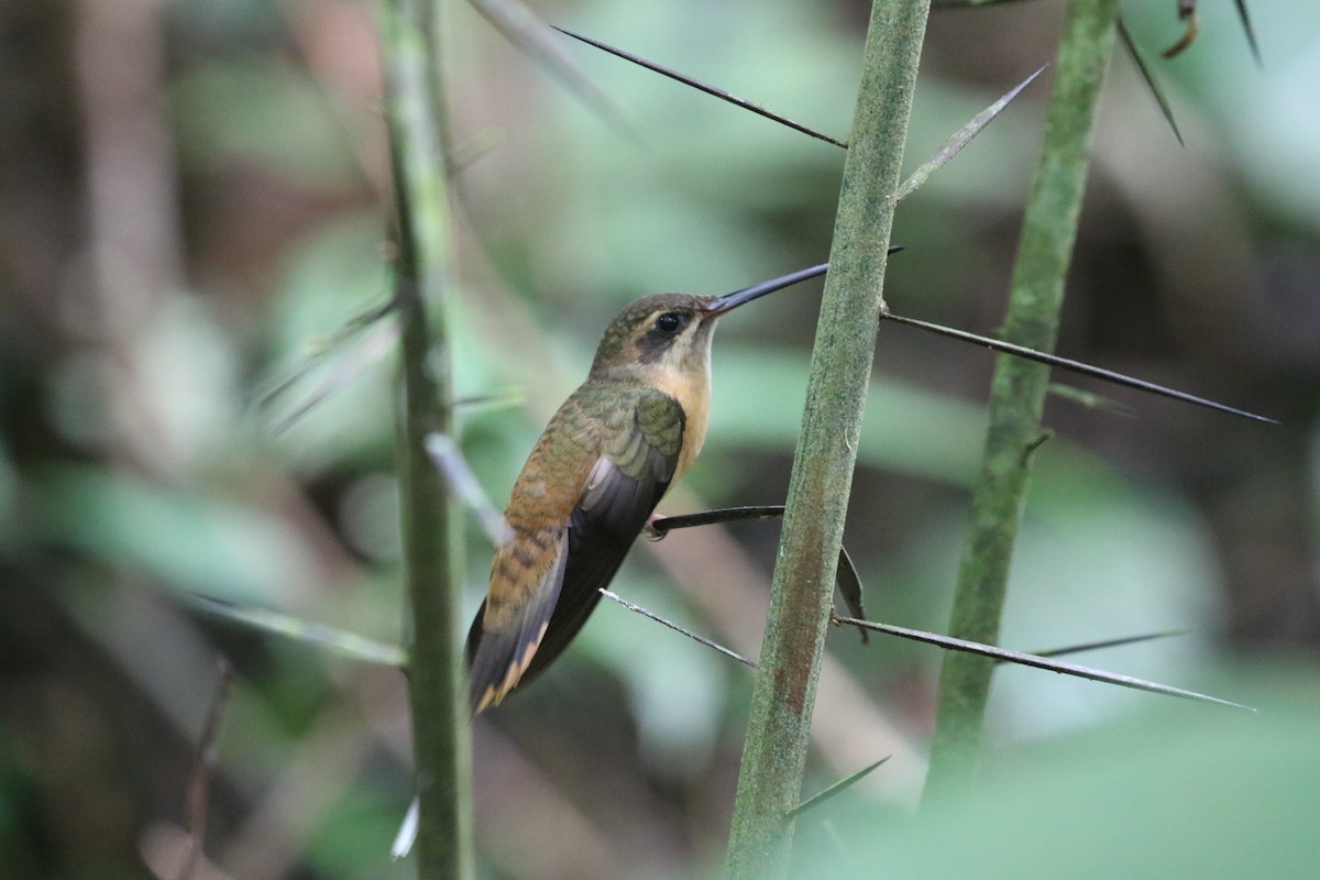 Koepcke's Hermit - ML640654991