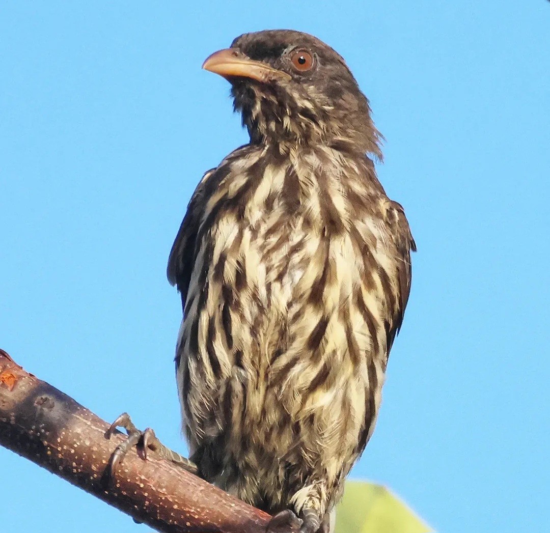 Palmchat - ML640654998