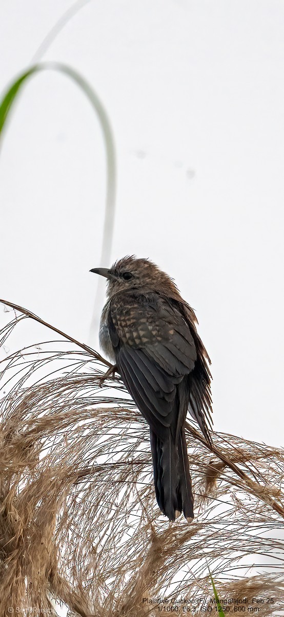 Plaintive Cuckoo - ML640655019