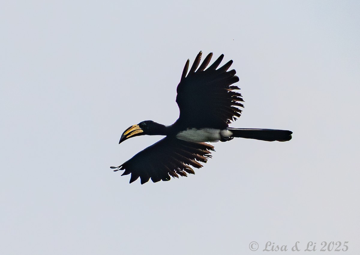 Congo Pied Hornbill - ML640655024