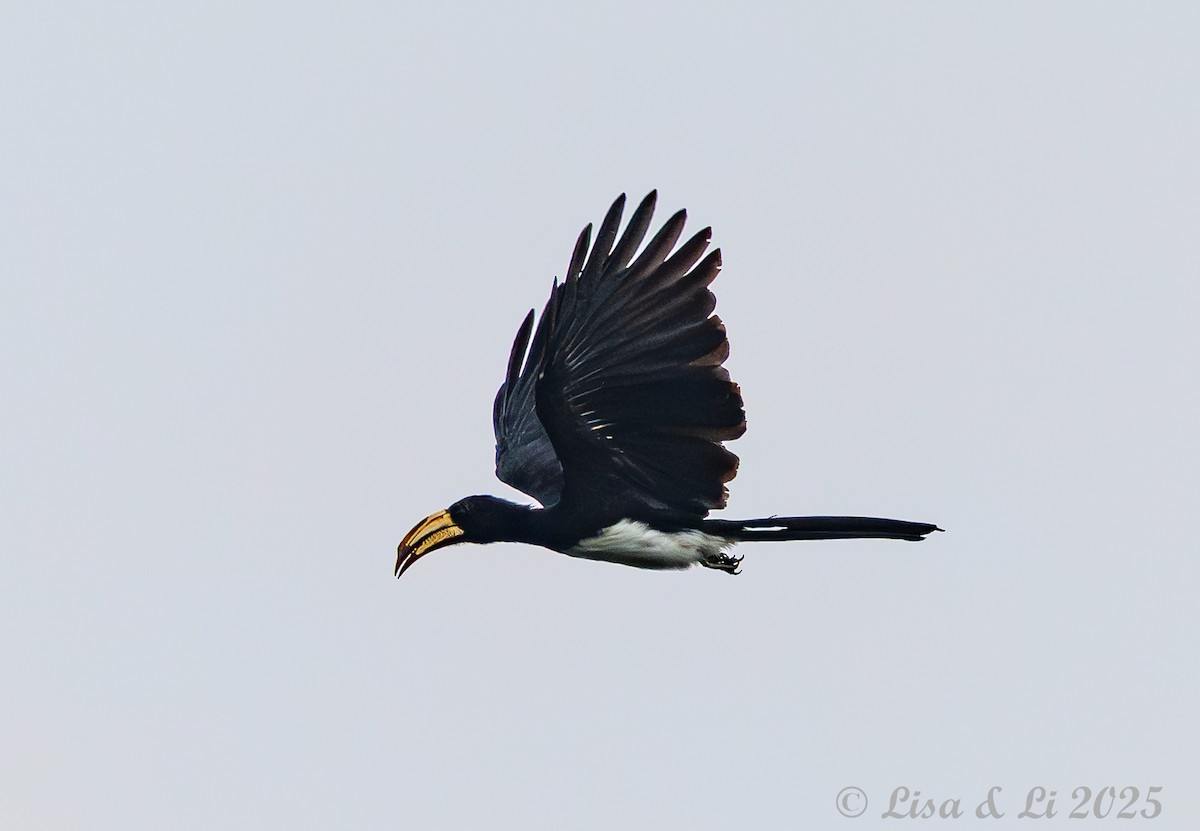 Congo Pied Hornbill - ML640655025
