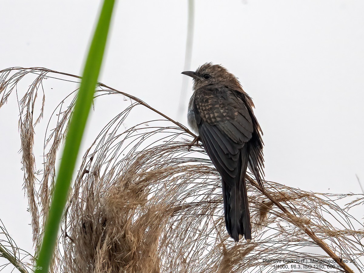 Plaintive Cuckoo - ML640655026