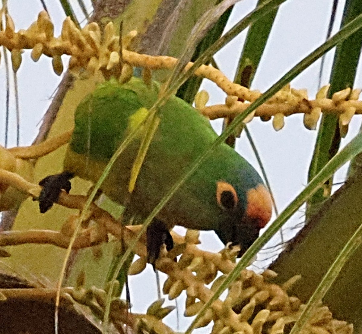 Peach-fronted Parakeet - ML640655039